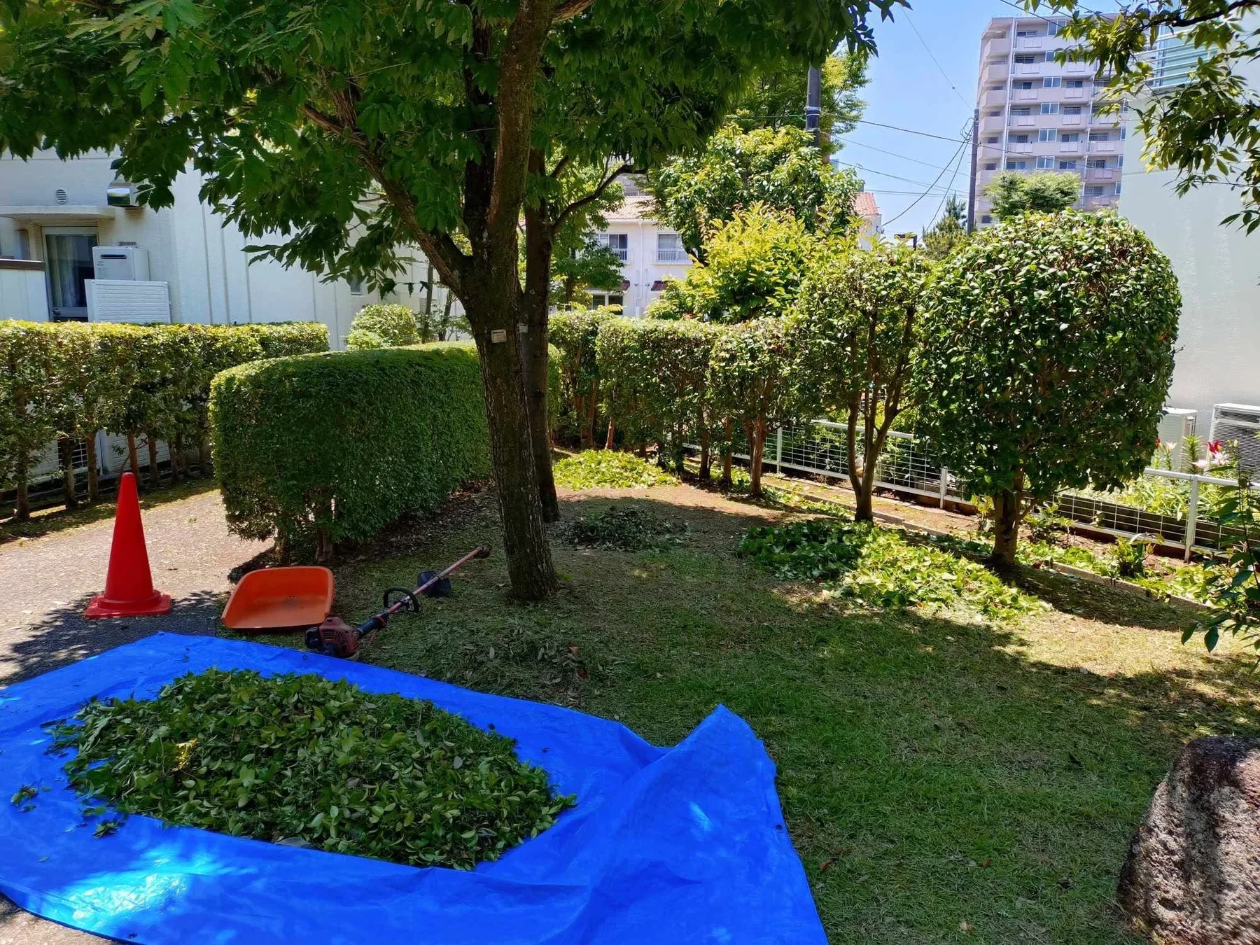 庭木の手入れ作業
