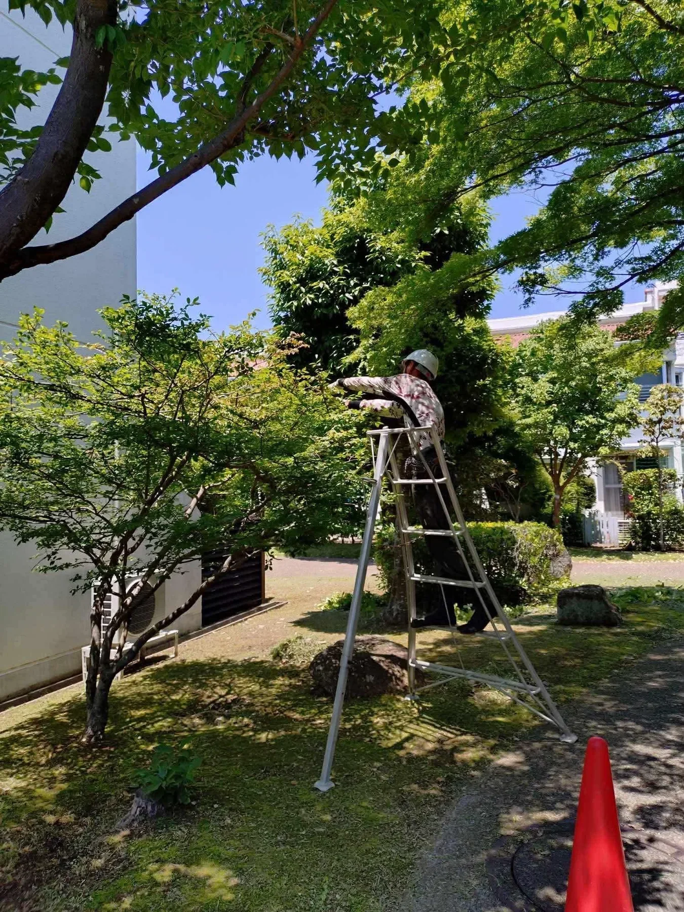 庭木の剪定作業